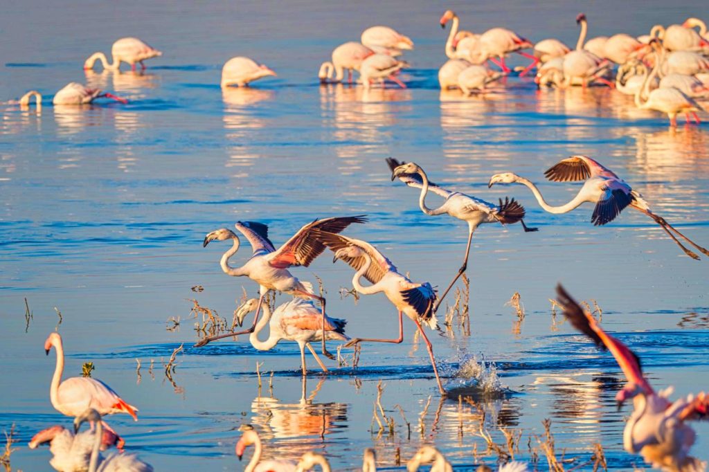 hirkan aserbaidschan sueden flamingos