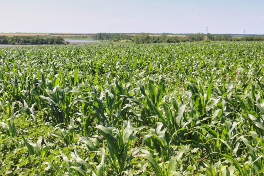 Dobruja Bulgaria corn field