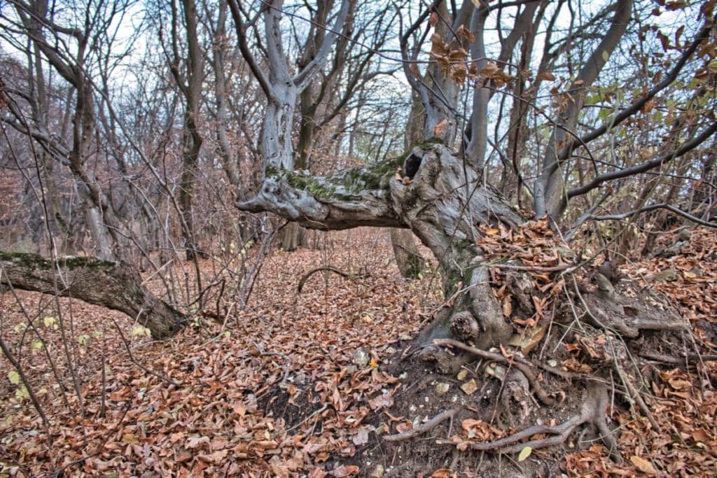 Witch forest Hoia Cluj
