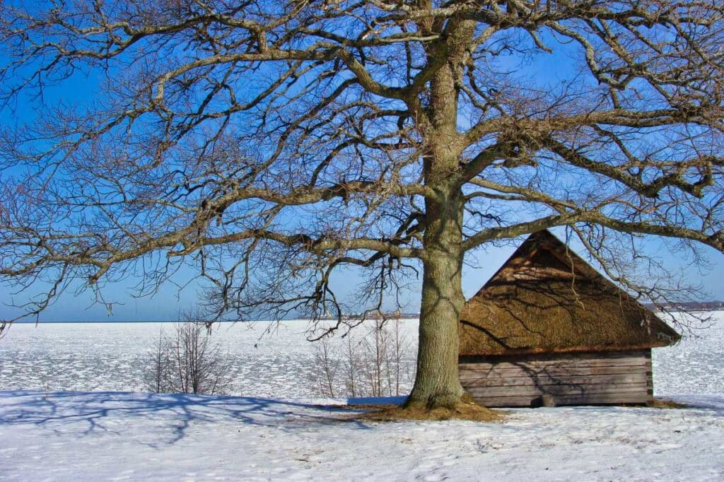 Weihnachten in Estland