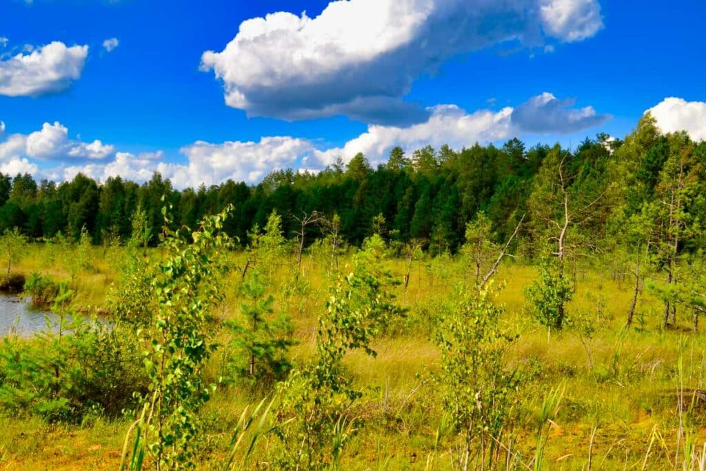 Lithuania Sights Dzūkija Bakanauskų pelkė National Park